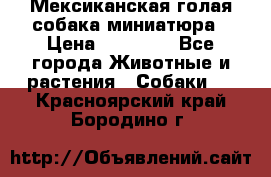 Мексиканская голая собака миниатюра › Цена ­ 53 000 - Все города Животные и растения » Собаки   . Красноярский край,Бородино г.